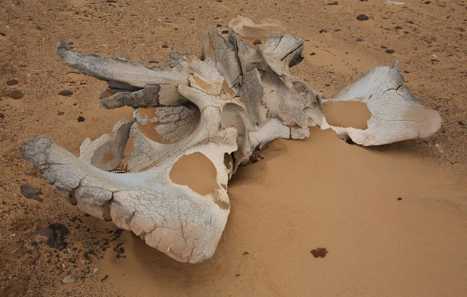 Namibia_Skelettküste_069.jpg