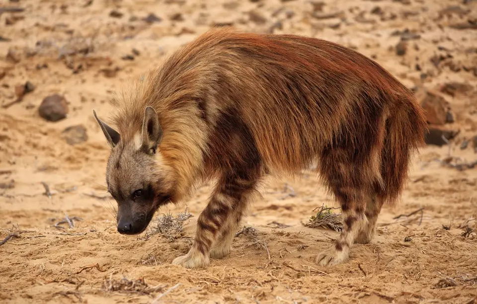 Namibia_Skelettküste_130.jpg