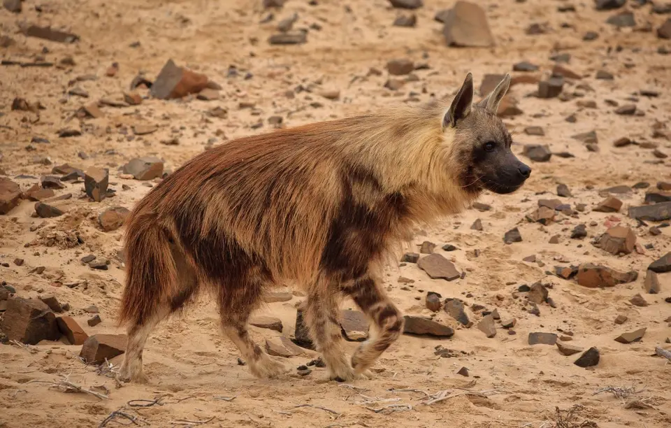 Namibia_Skelettküste_133.jpg