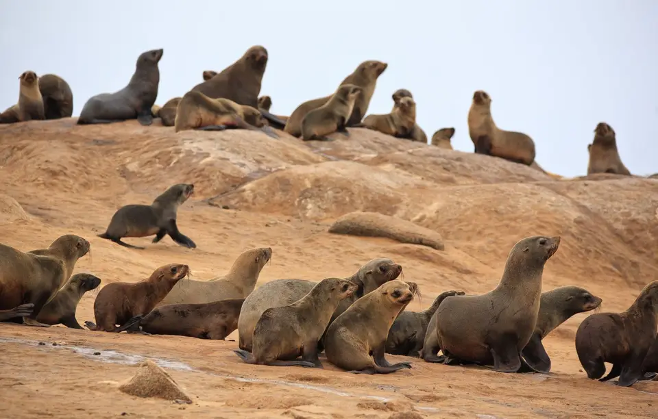Namibia_Skelettküste_139.jpg