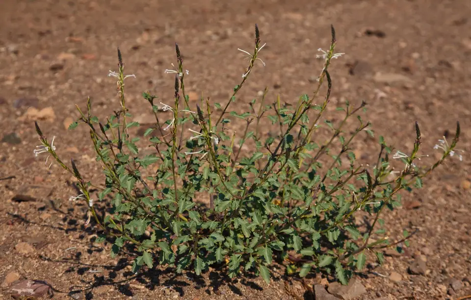Namibia_Skelettküste_198.jpg