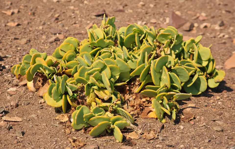 Namibia_Skelettküste_200.jpg