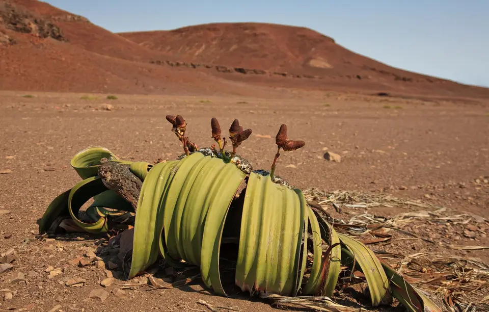 Namibia_Skelettküste_201.jpg