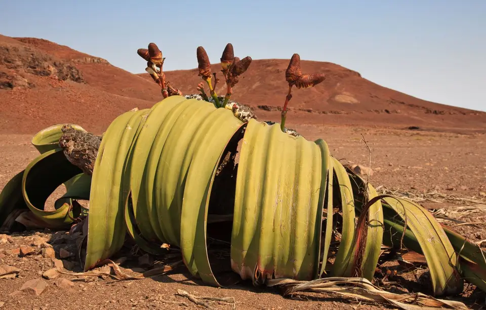Namibia_Skelettküste_203.jpg