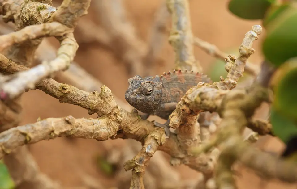 Namibia_Skelettküste_254.jpg