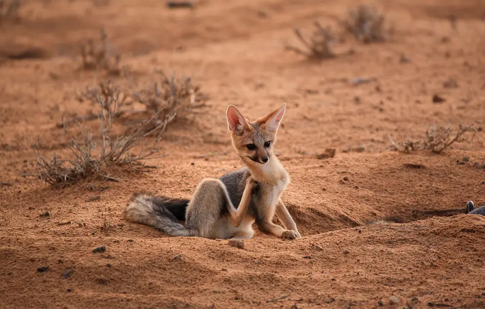 Namibia_Skelettküste_271.jpg