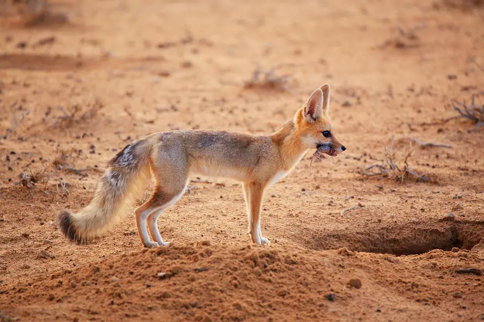 Namibia_Skelettküste_272.jpg