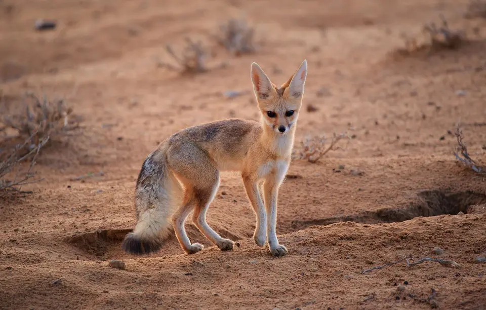 Namibia_Skelettküste_273.jpg