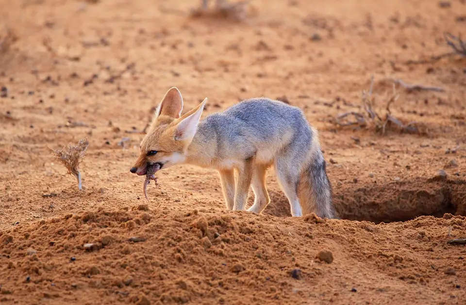 Namibia_Skelettküste_274.jpg