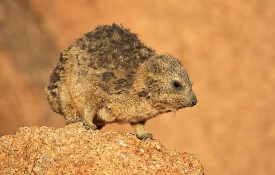 Namibia_Spitzkoppe_137.jpg