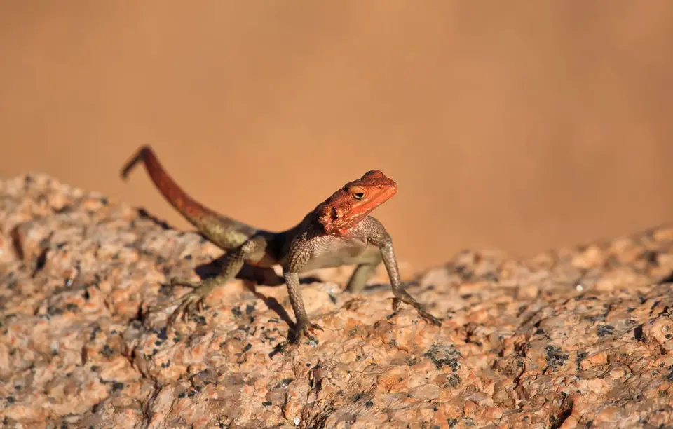 Namibia_Spitzkoppe_172.jpg