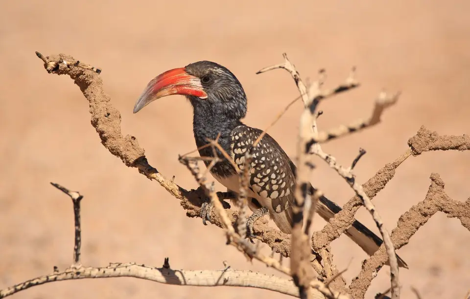 Namibia_Spitzkoppe_Monteirotoko_07.jpg