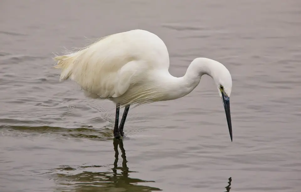 Namibia_Vogel_Silberreiher_01.jpg