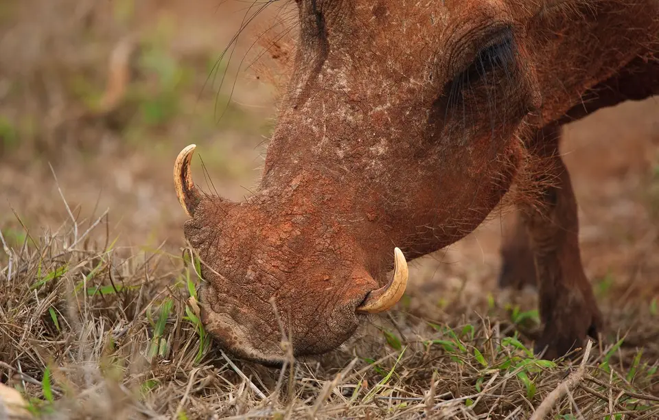 Südafrika_AddoElephantNP_002.jpg