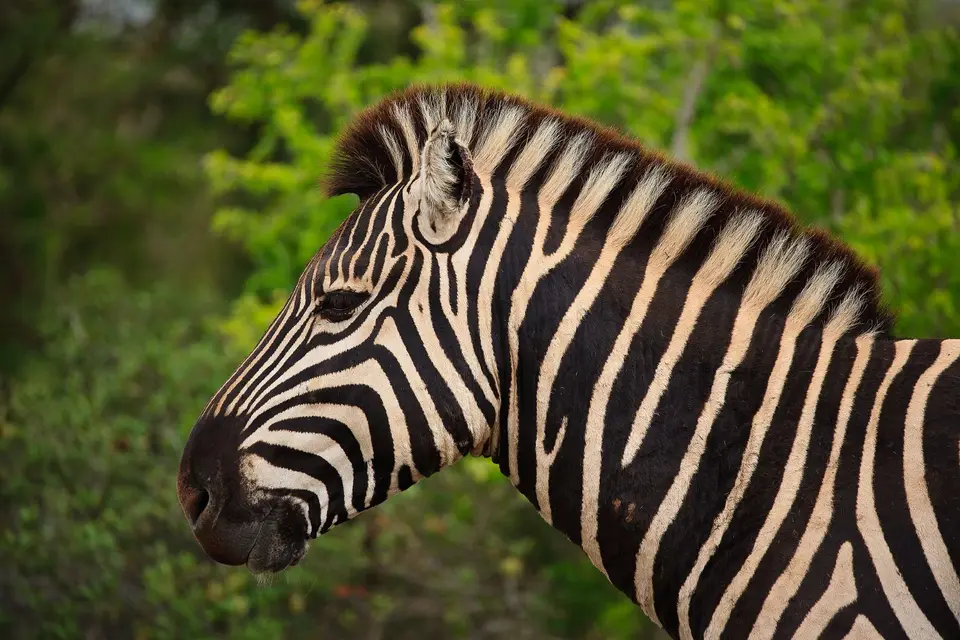Südafrika_AddoElephantNP_009.jpg