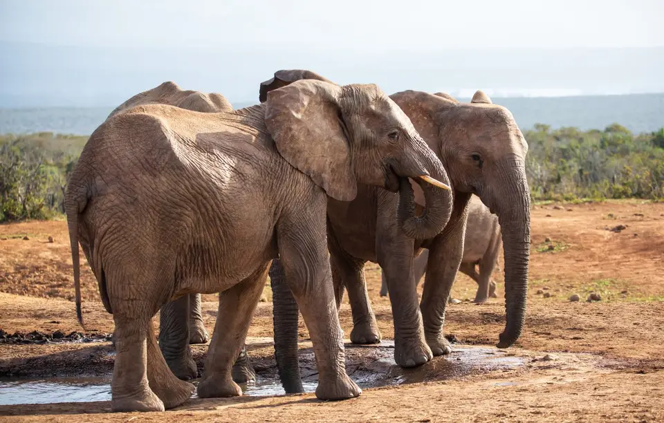 Südafrika_AddoElephantNP_013.jpg