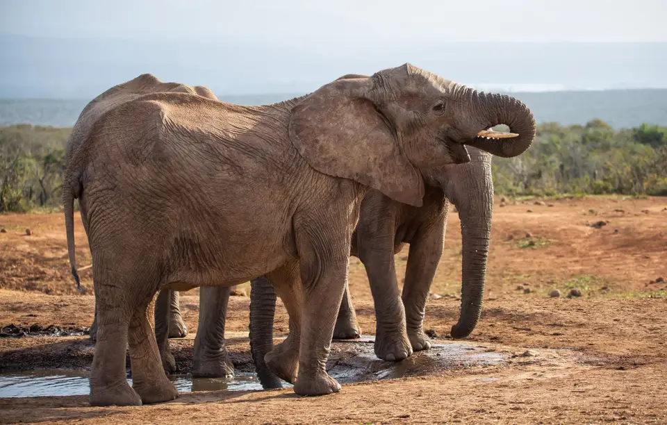 Südafrika_AddoElephantNP_014.jpg