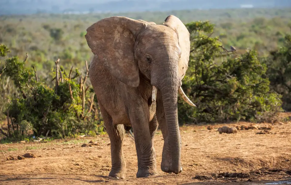 Südafrika_AddoElephantNP_015.jpg