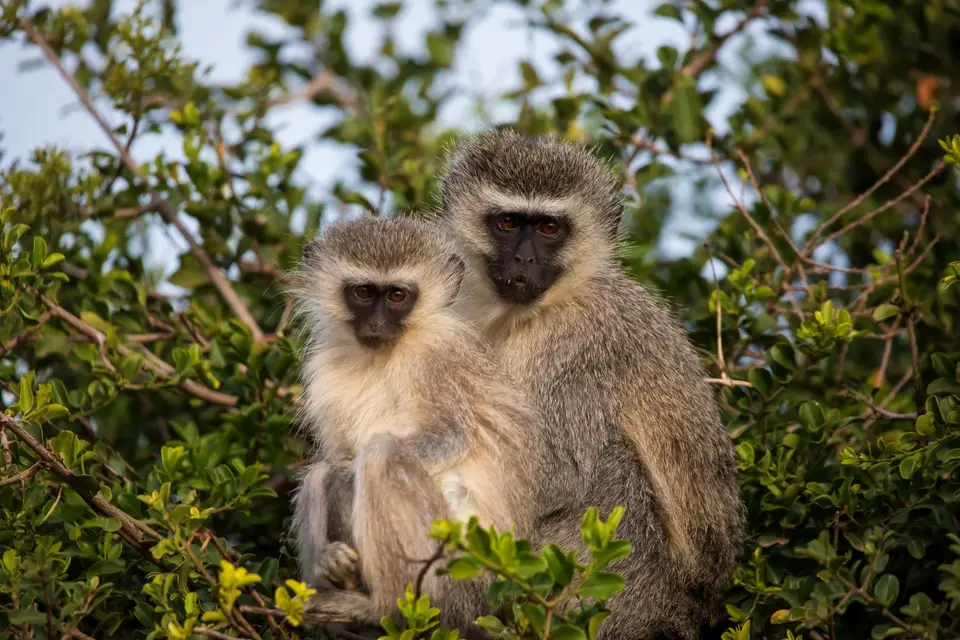 Südafrika_AddoElephantNP_017.jpg