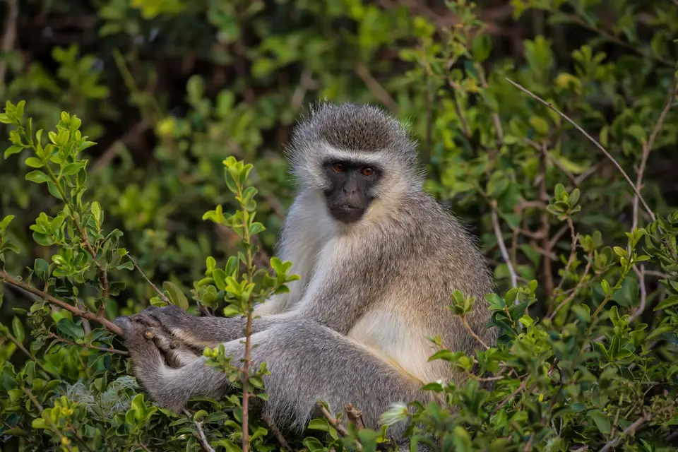 Südafrika_AddoElephantNP_018.jpg