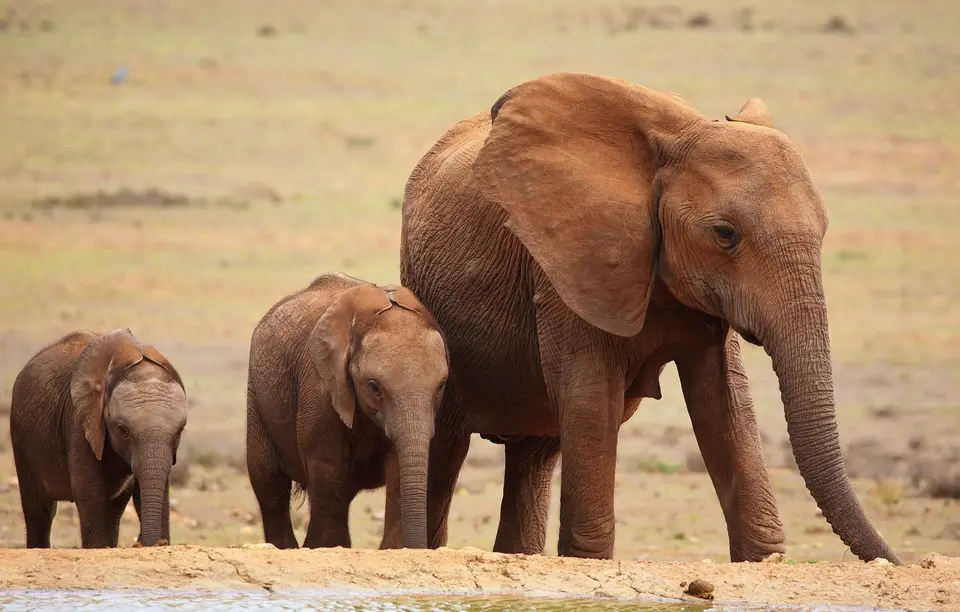 Südafrika_AddoElephantNP_040.jpg