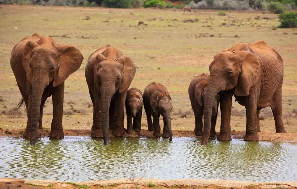 Südafrika_AddoElephantNP_043.jpg