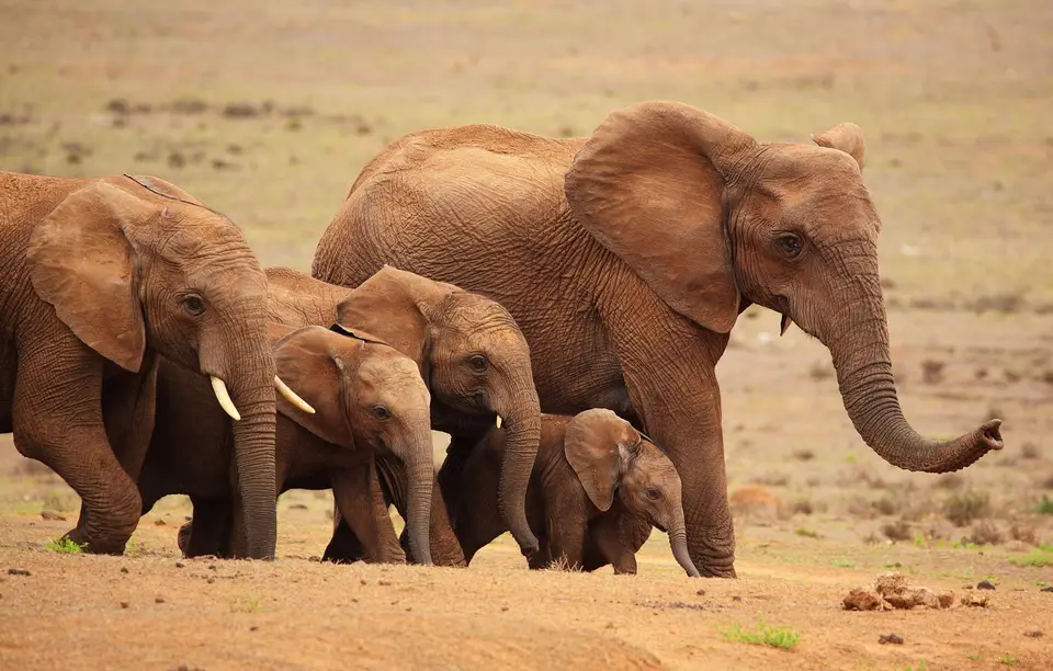 Südafrika_AddoElephantNP_046.jpg