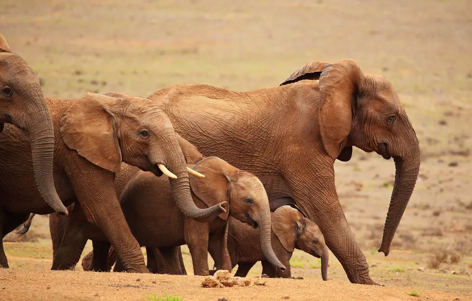 Südafrika_AddoElephantNP_047.jpg