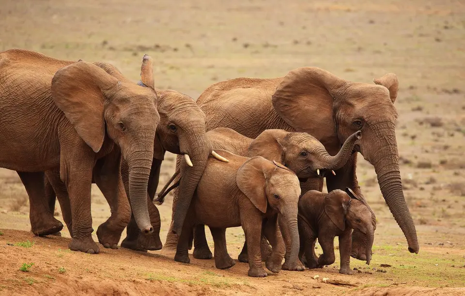 Südafrika_AddoElephantNP_049.jpg
