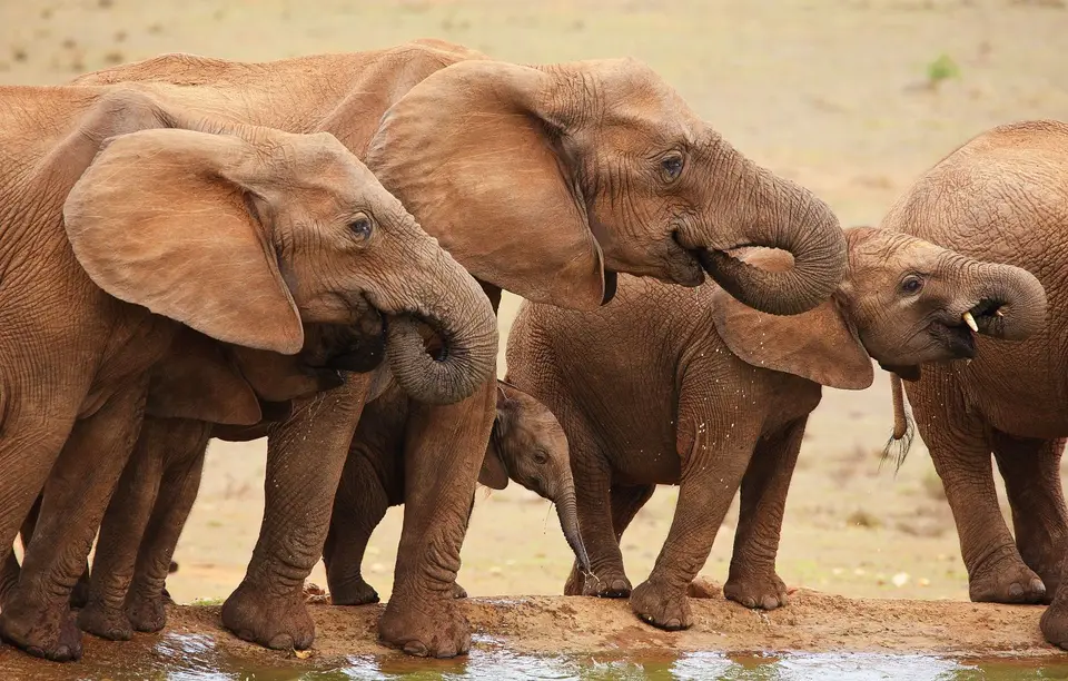 Südafrika_AddoElephantNP_051.jpg