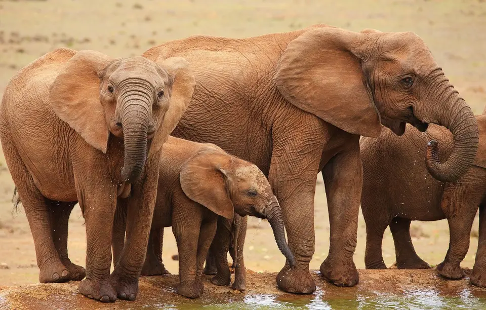 Südafrika_AddoElephantNP_053.jpg