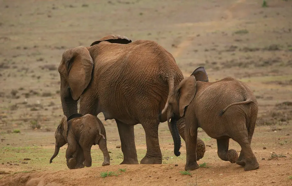 Südafrika_AddoElephantNP_054.jpg