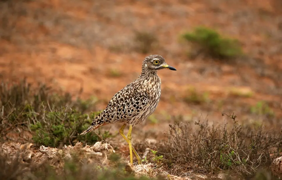 Südafrika_AddoElephantNP_061.jpg