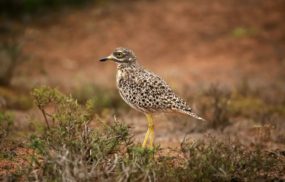 Südafrika_AddoElephantNP_062.jpg