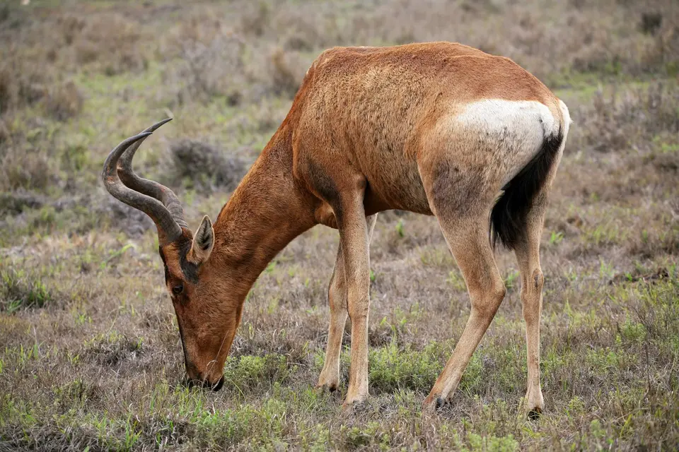 Südafrika_AddoElephantNP_065.jpg