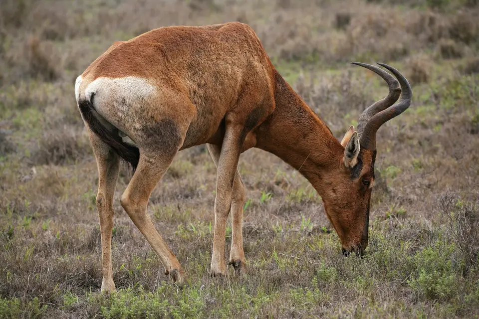 Südafrika_AddoElephantNP_066.jpg