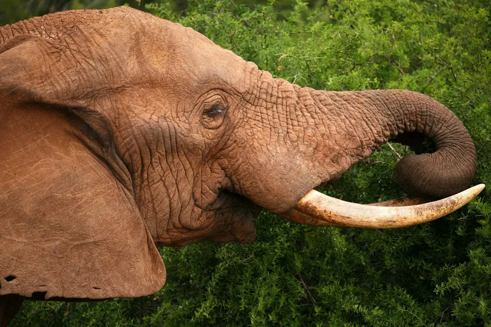 Südafrika_AddoElephantNP_071.jpg