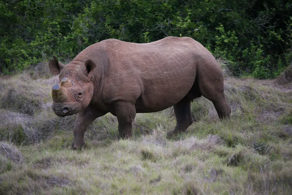 Südafrika_AddoElephantNP_073.jpg