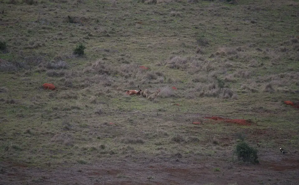 Südafrika_AddoElephantNP_074.jpg