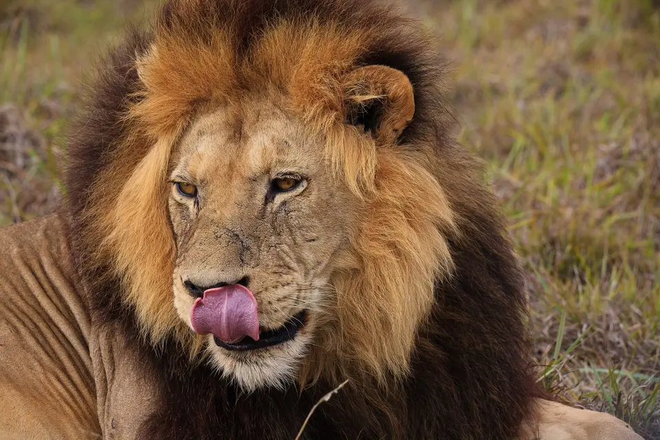 Südafrika_AddoElephantNP_090.jpg