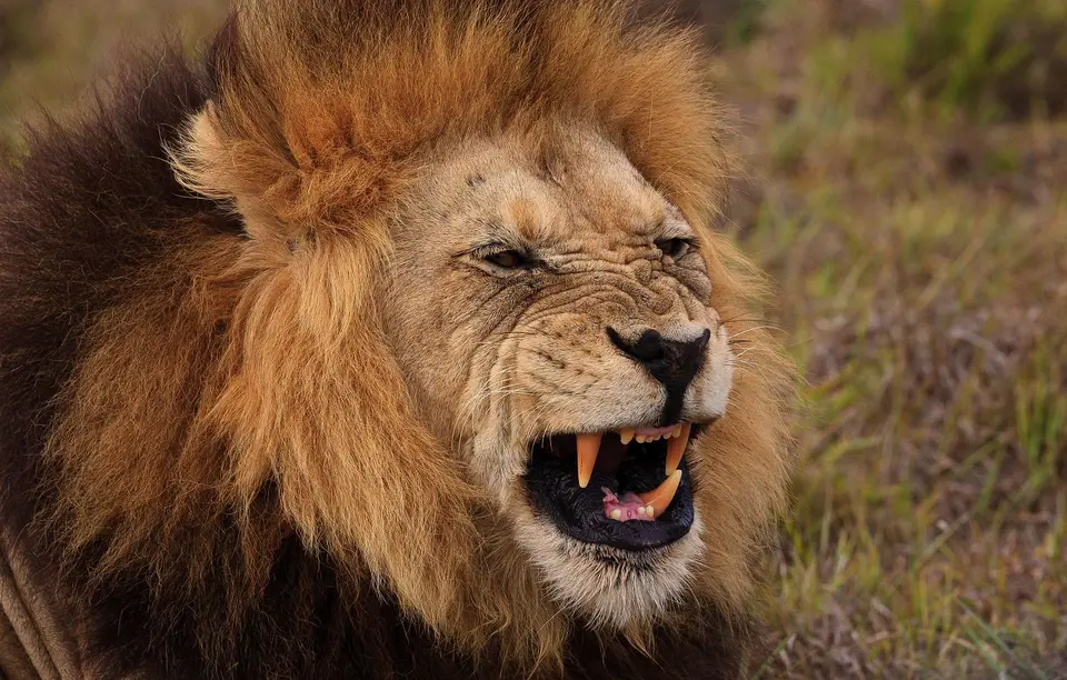 Südafrika_AddoElephantNP_093.jpg