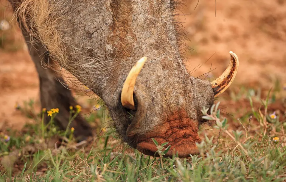 Südafrika_AddoElephantNP_115.jpg