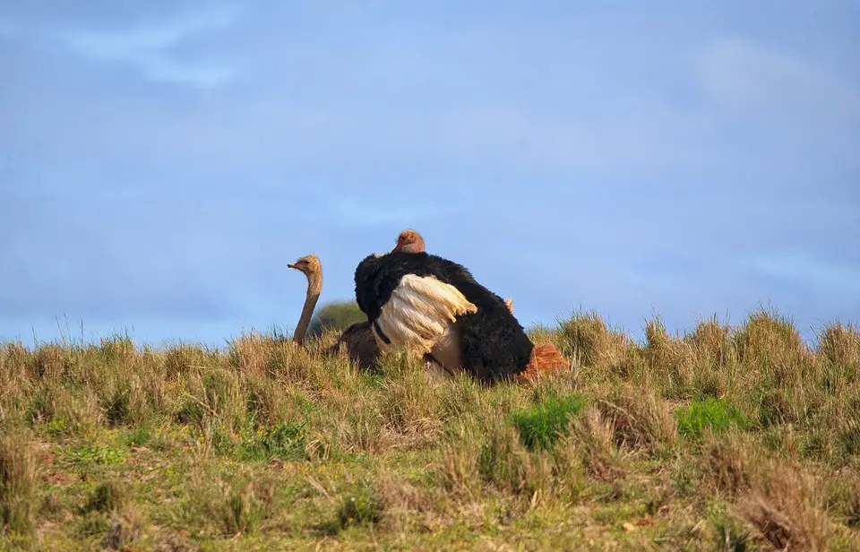 Südafrika_AddoElephantNP_143.jpg