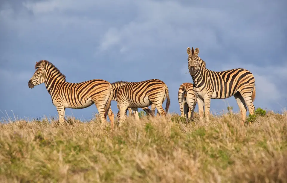 Südafrika_AddoElephantNP_144.jpg