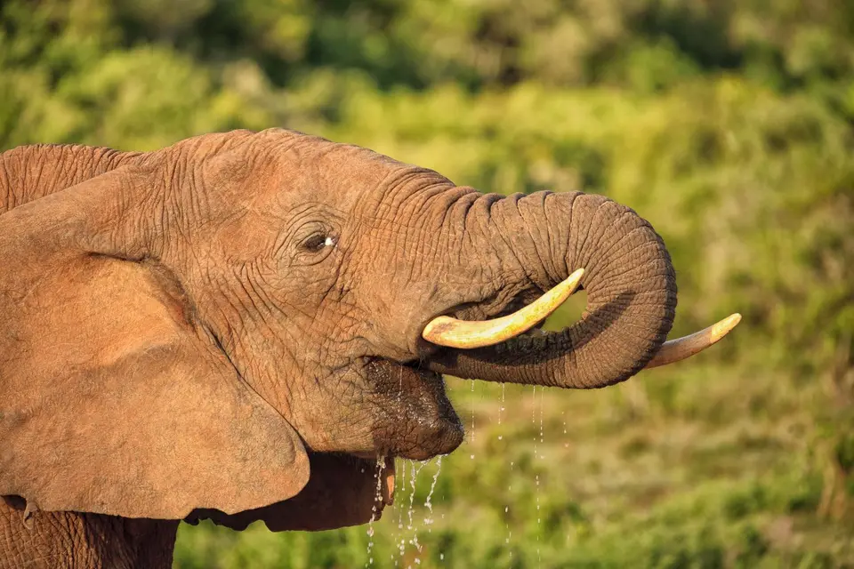 Südafrika_AddoElephantNP_147.jpg