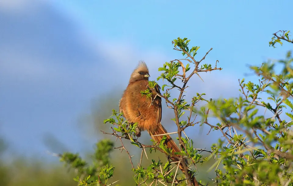 Südafrika_AddoElephantNP_149.jpg