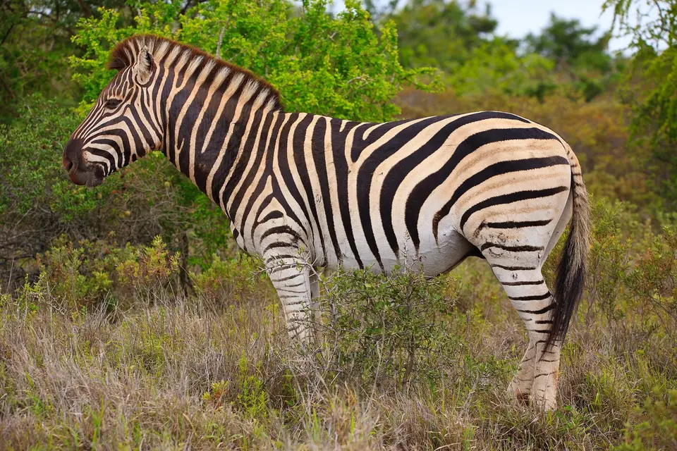 Südafrika_AddoElephantNP_154.jpg