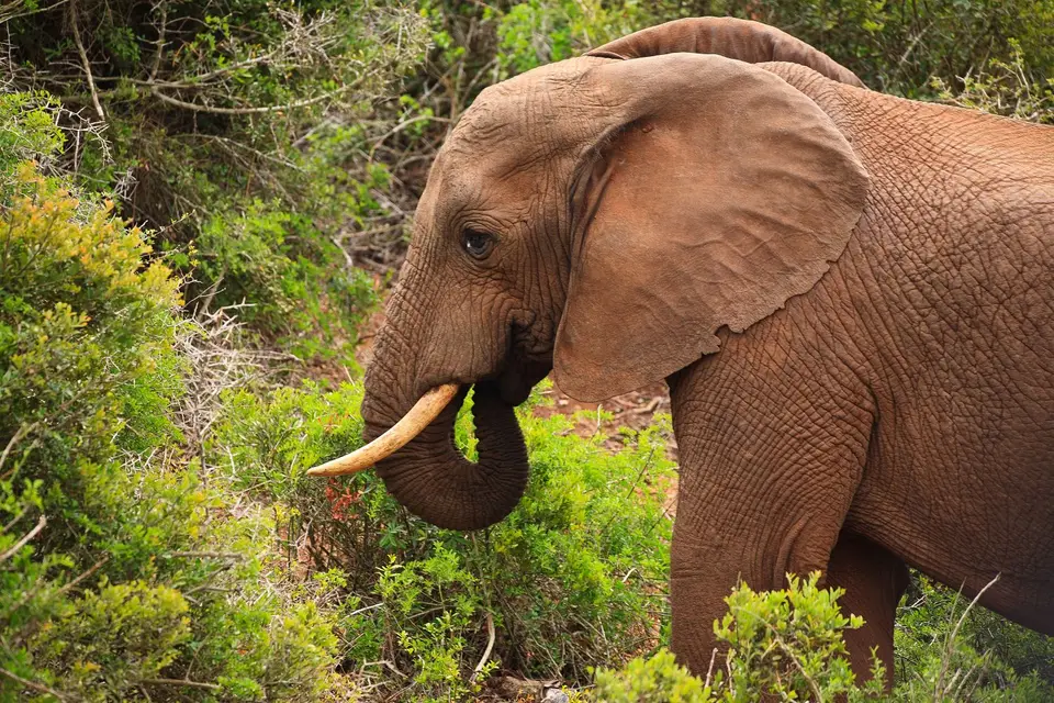 Südafrika_AddoElephantNP_161.jpg