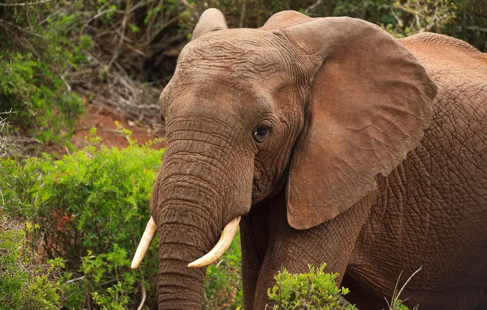 Südafrika_AddoElephantNP_162.jpg