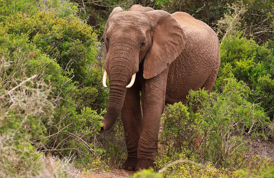 Südafrika_AddoElephantNP_163.jpg